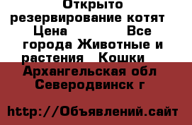 Открыто резервирование котят › Цена ­ 15 000 - Все города Животные и растения » Кошки   . Архангельская обл.,Северодвинск г.